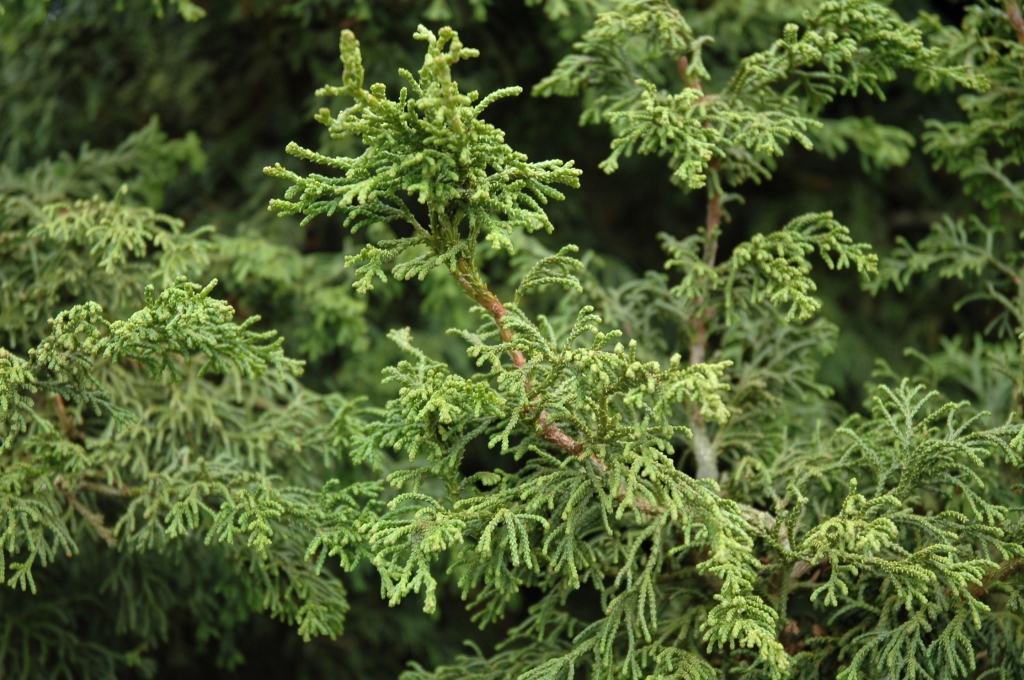 Chamaecyparis obtusa 