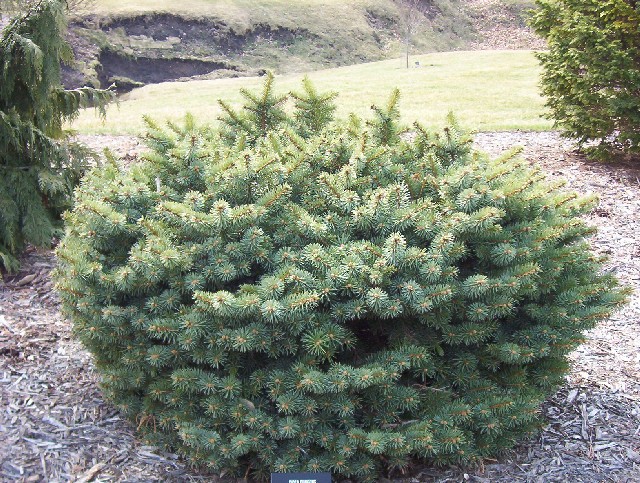 Picea pungens 