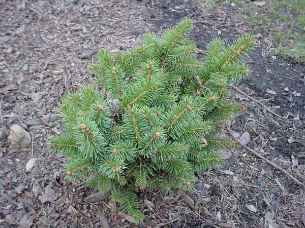 Picea pungens 