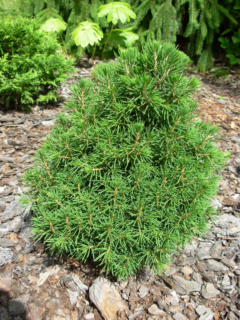 Picea abies 
