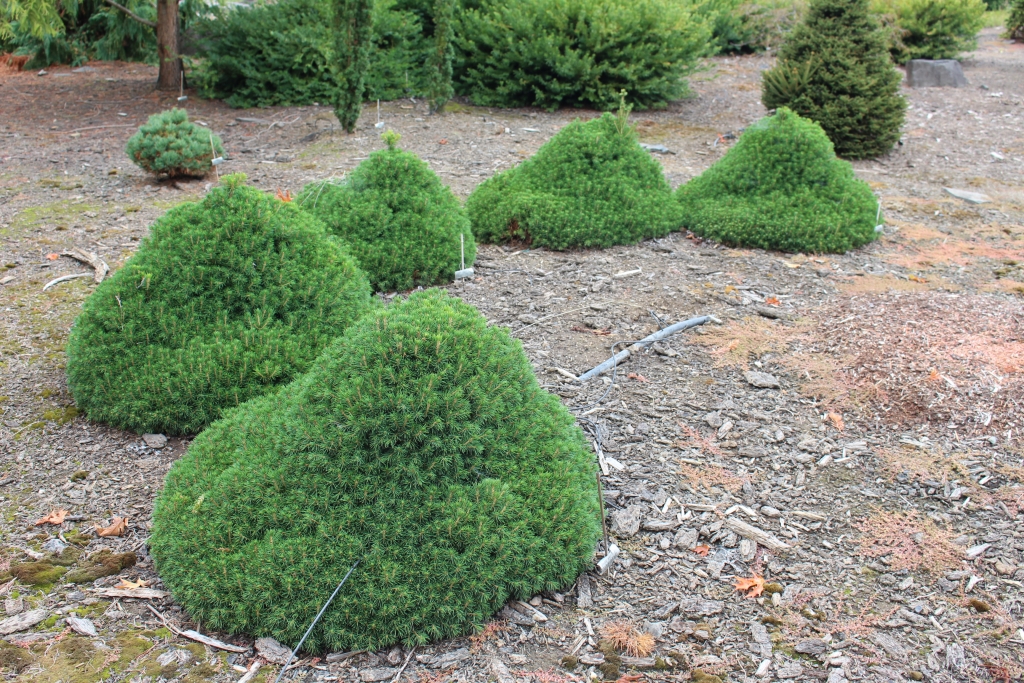 Picea abies 