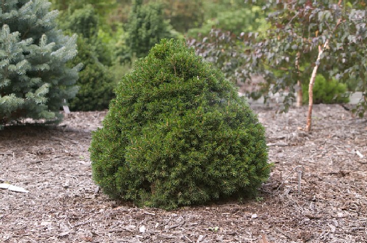 Picea abies 