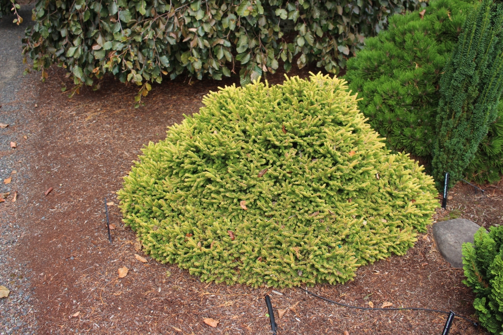 Picea orientalis 