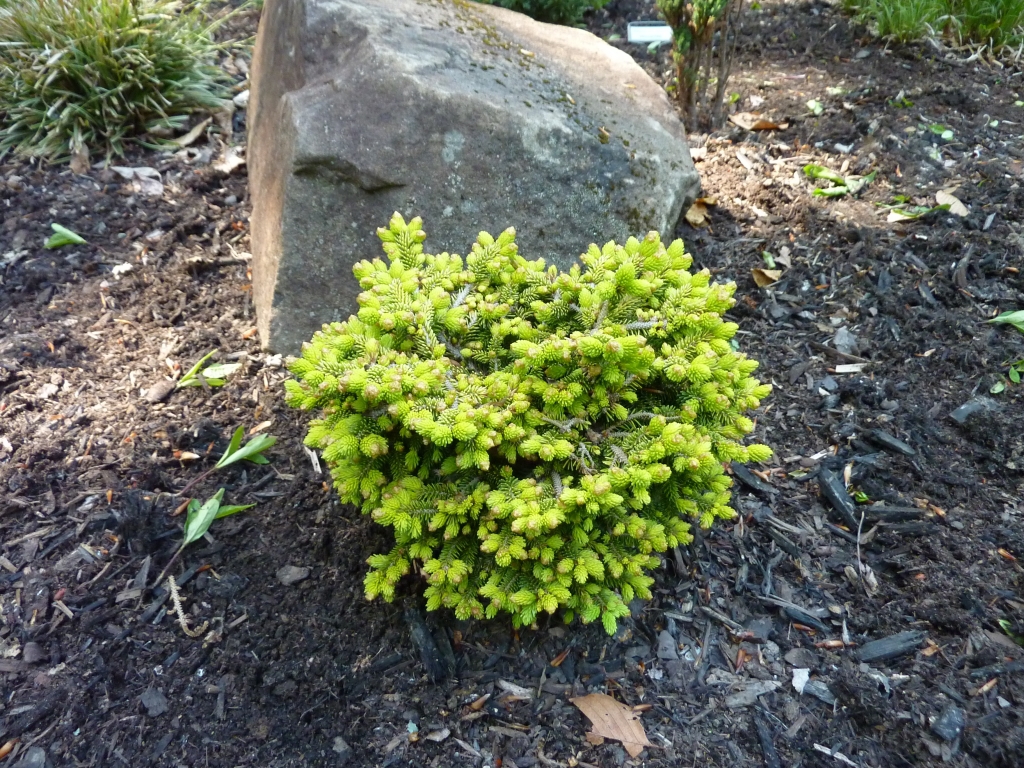 Picea orientalis 