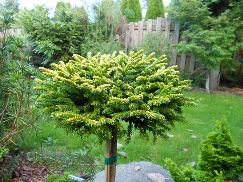 Picea orientalis 