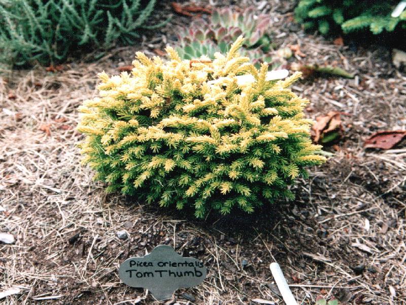 Picea orientalis 