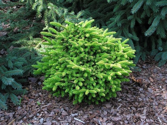 Picea orientalis 