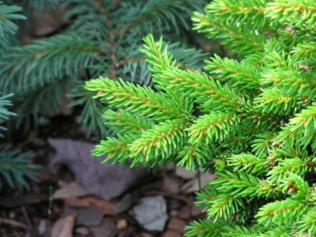 Picea orientalis 
