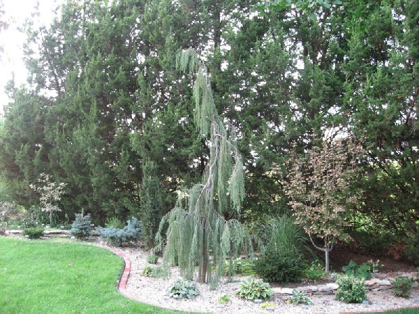 Juniperus scopulorum 