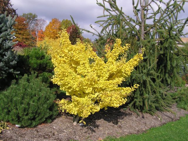 Ginkgo biloba 