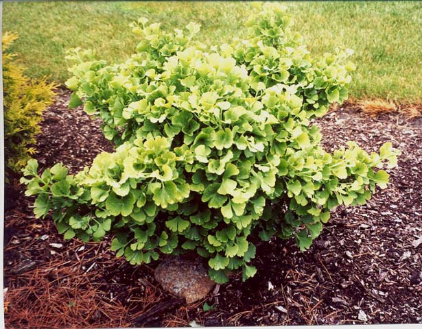 Ginkgo biloba 