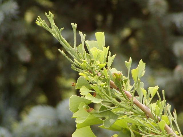 Ginkgo biloba 
