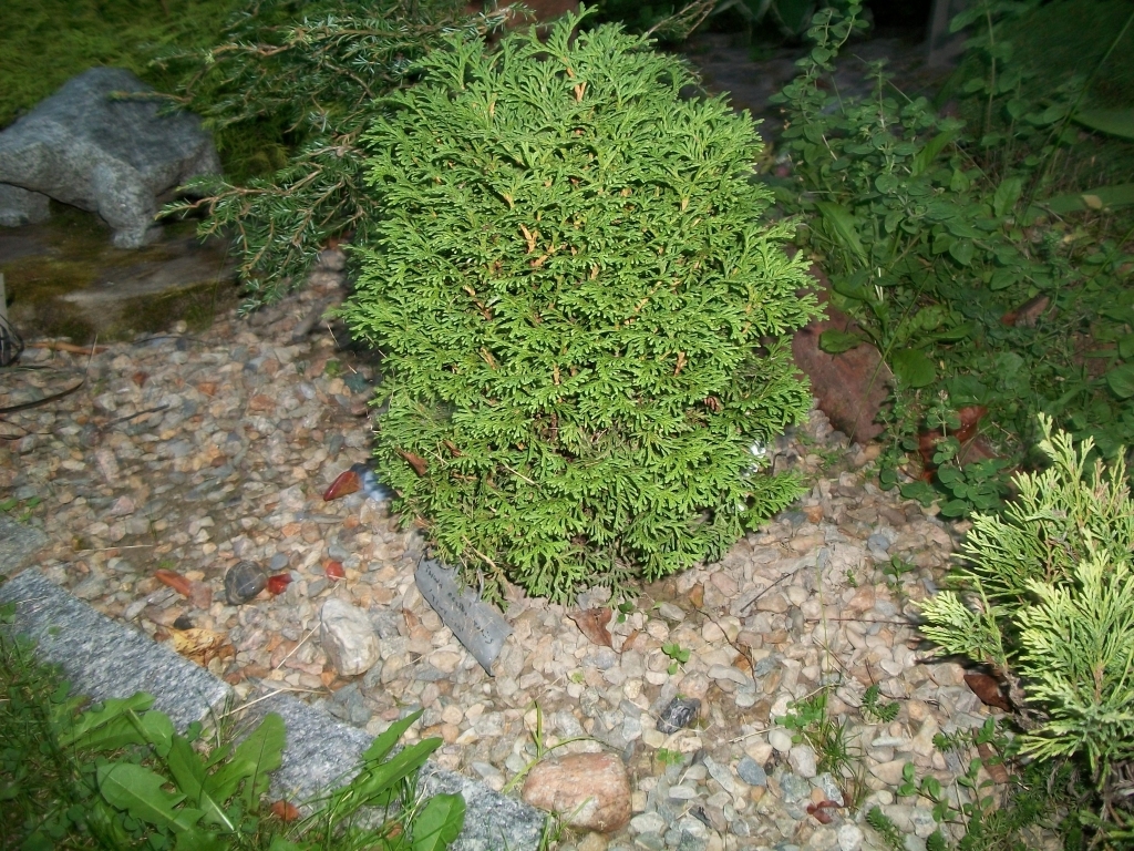 Thuja occidentalis 