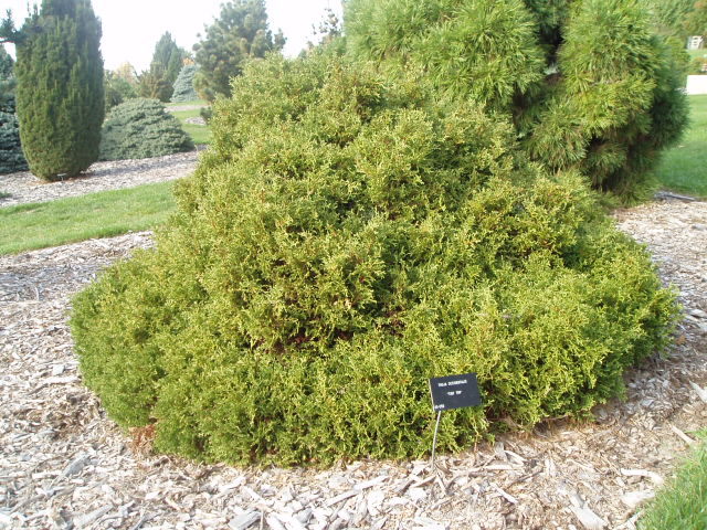 Thuja occidentalis 