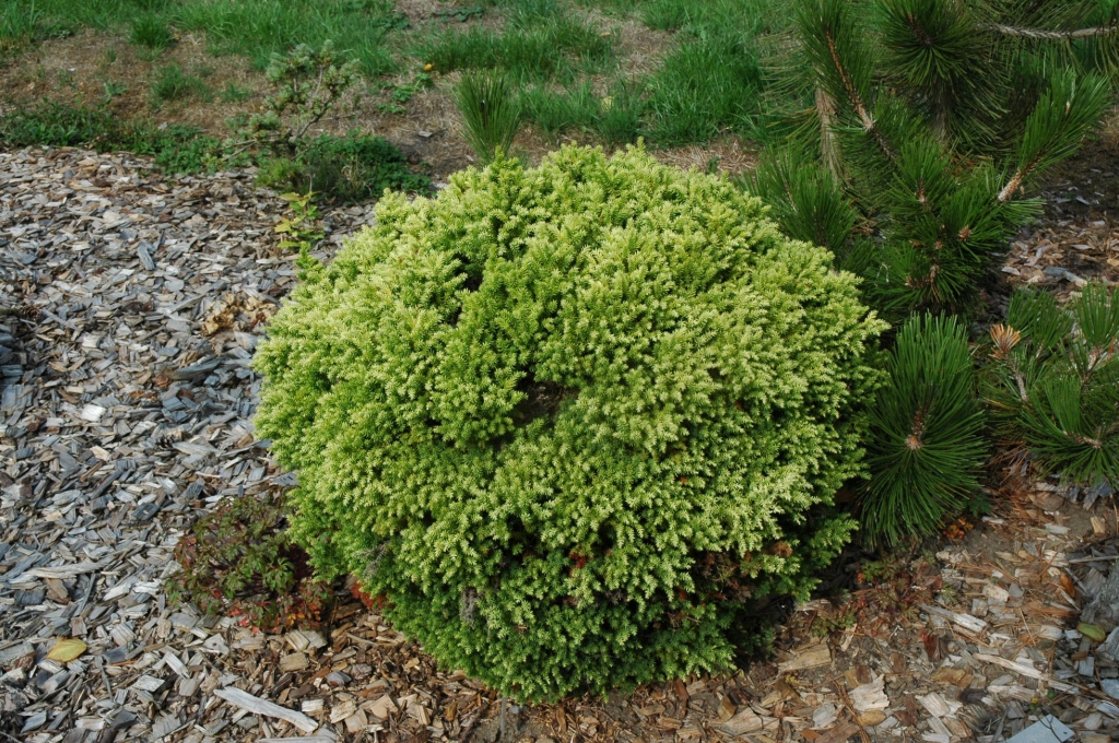 Cryptomeria japonica 