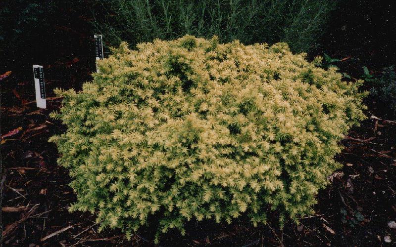 Cryptomeria japonica 