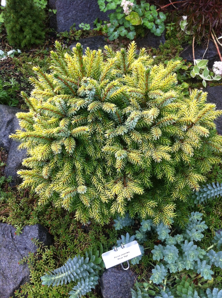 Picea omorika 