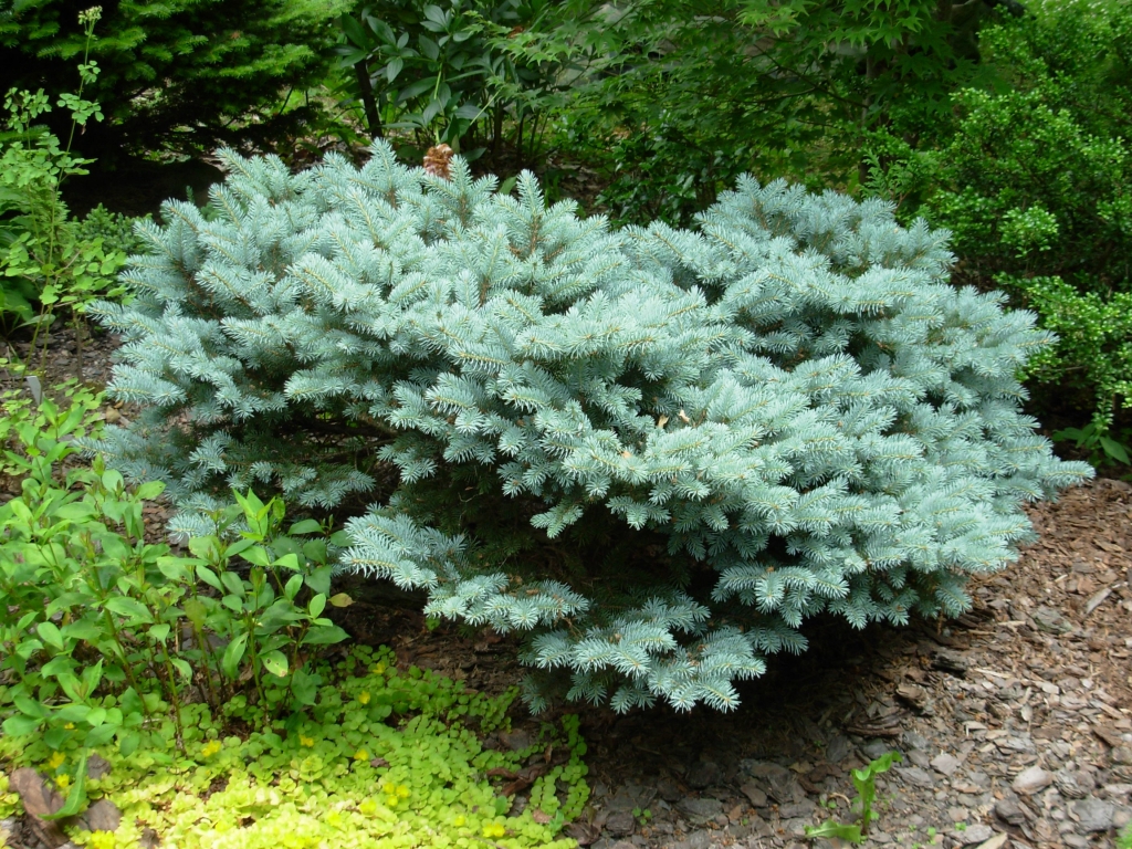 Picea pungens 