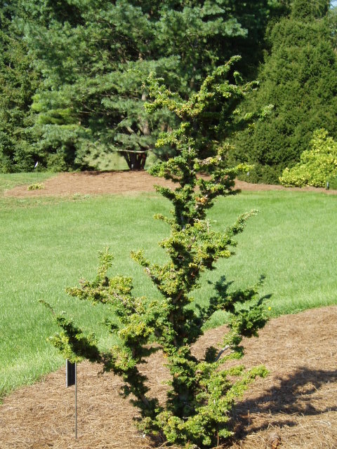 Tsuga canadensis 