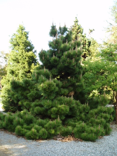 Pinus thunbergii 