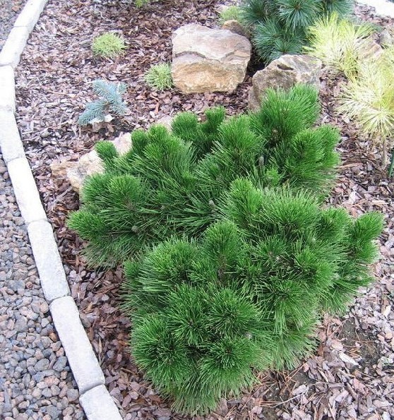 Pinus thunbergii 