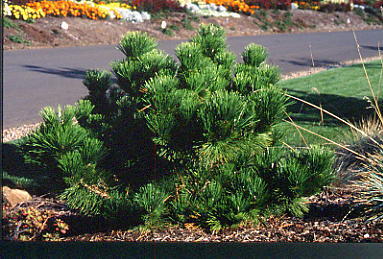 Pinus thunbergii 