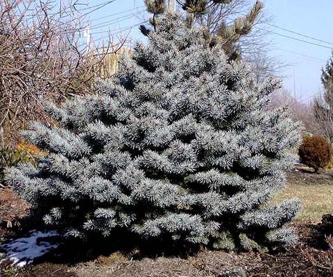 Picea pungens 