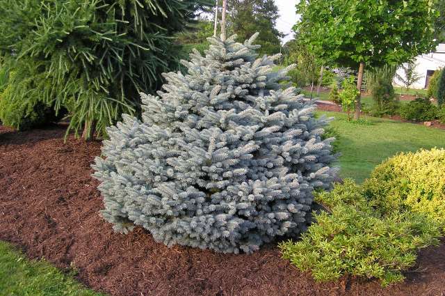 Picea pungens 