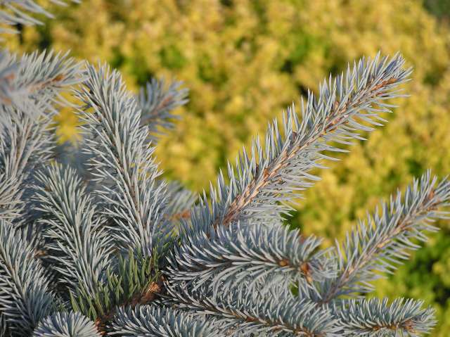 Picea pungens 