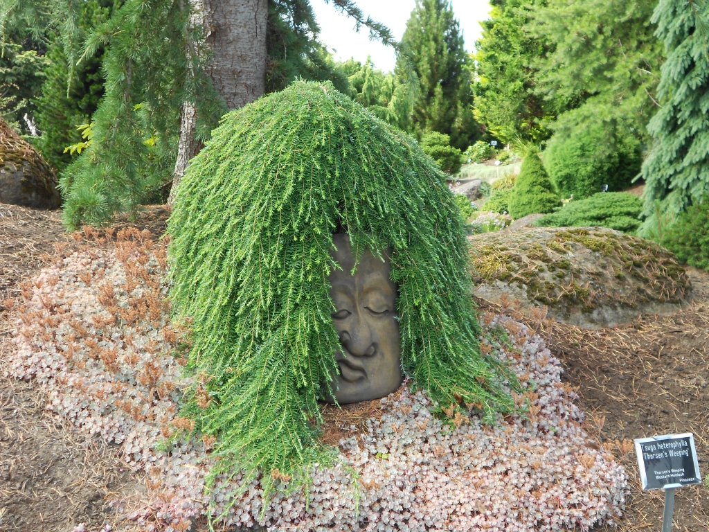 Tsuga heterophylla 