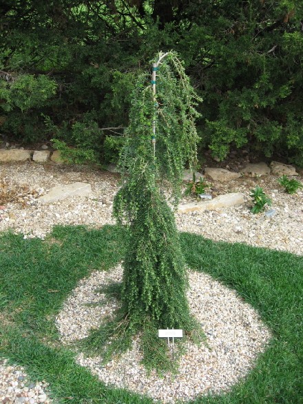 Tsuga heterophylla 