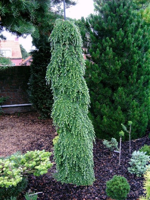 Tsuga heterophylla 