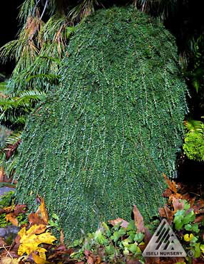 Tsuga heterophylla 