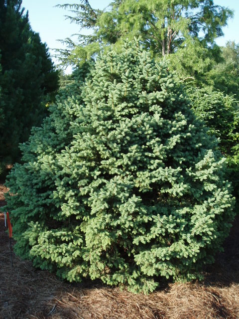 Picea glauca 