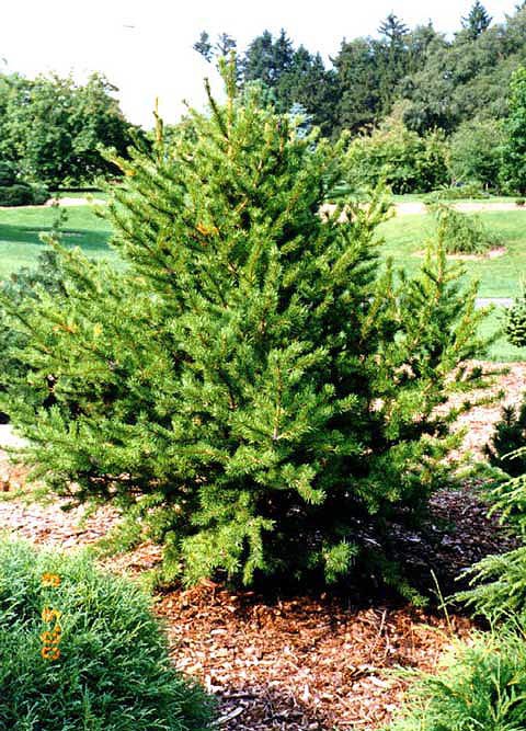 Pinus banksiana 
