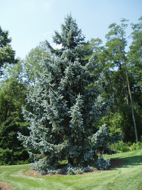 Picea pungens 