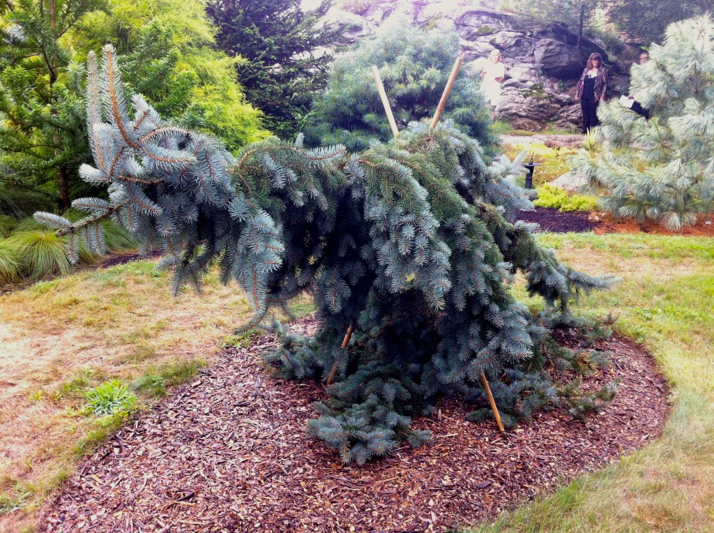 Picea pungens 