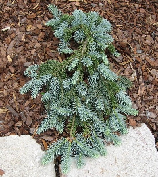 Picea pungens 