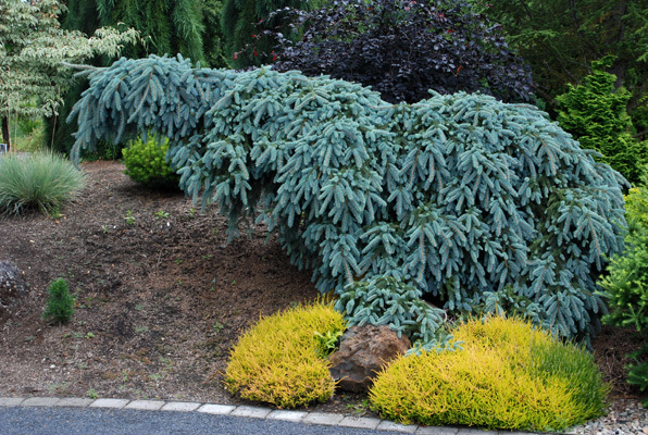 Picea pungens 
