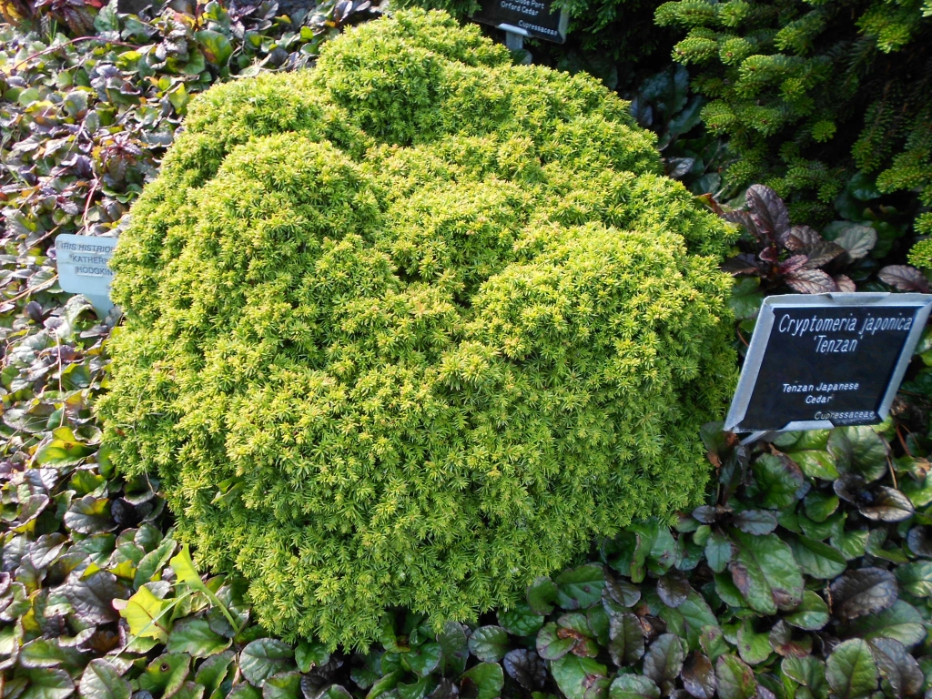 Cryptomeria japonica 