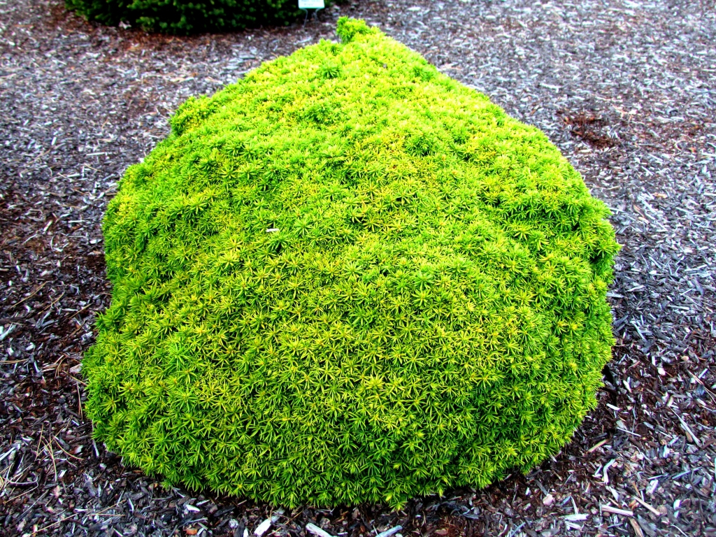 Cryptomeria japonica 
