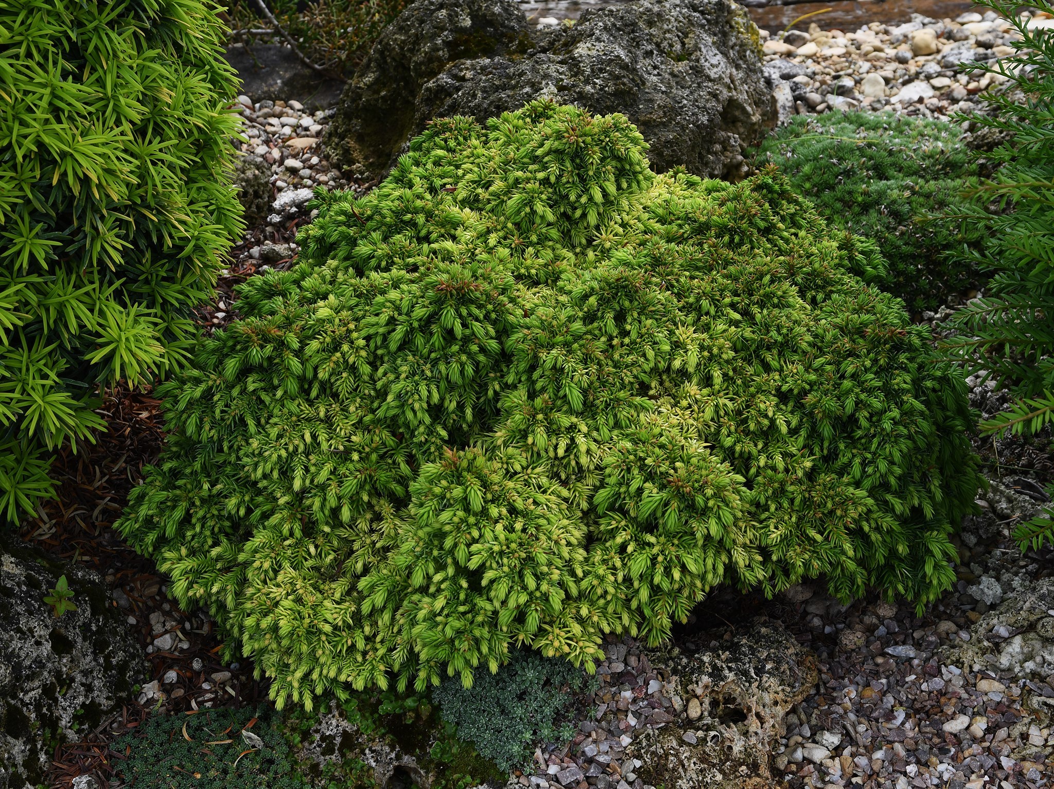 Cryptomeria japonica 