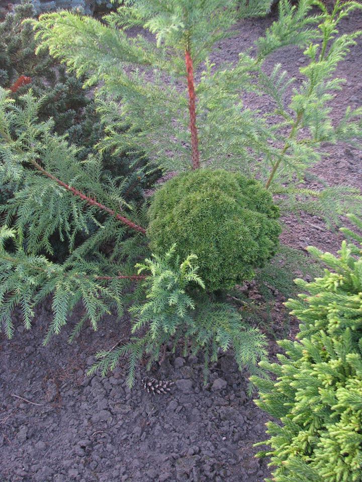 Cryptomeria japonica 