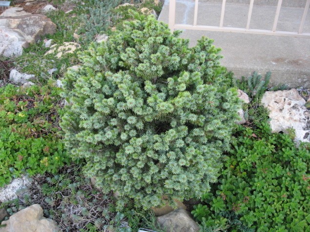 Picea sitchensis 
