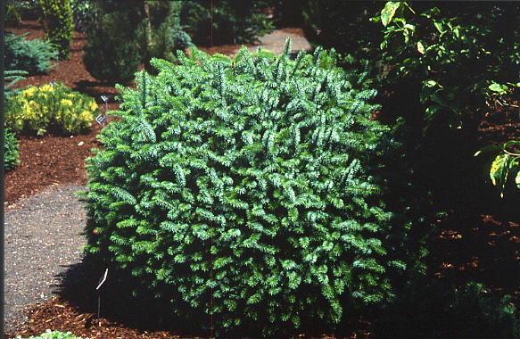 Picea sitchensis 