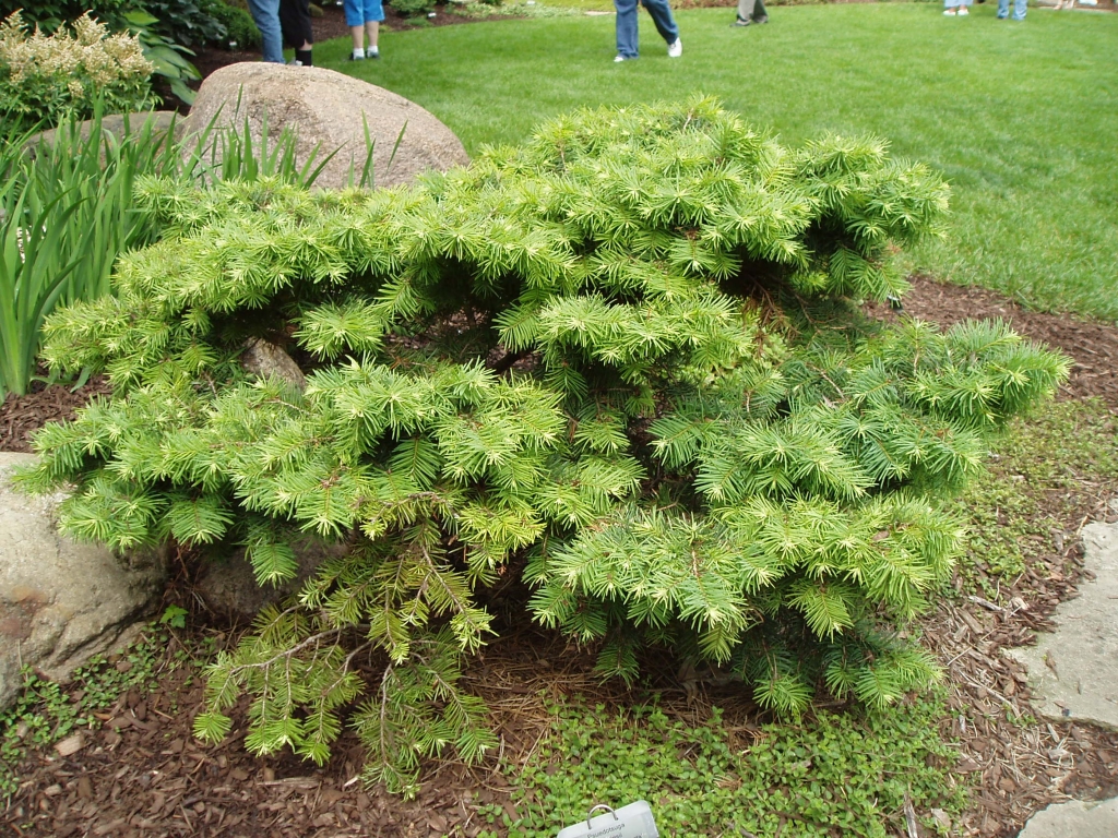 Pseudotsuga menziesii 