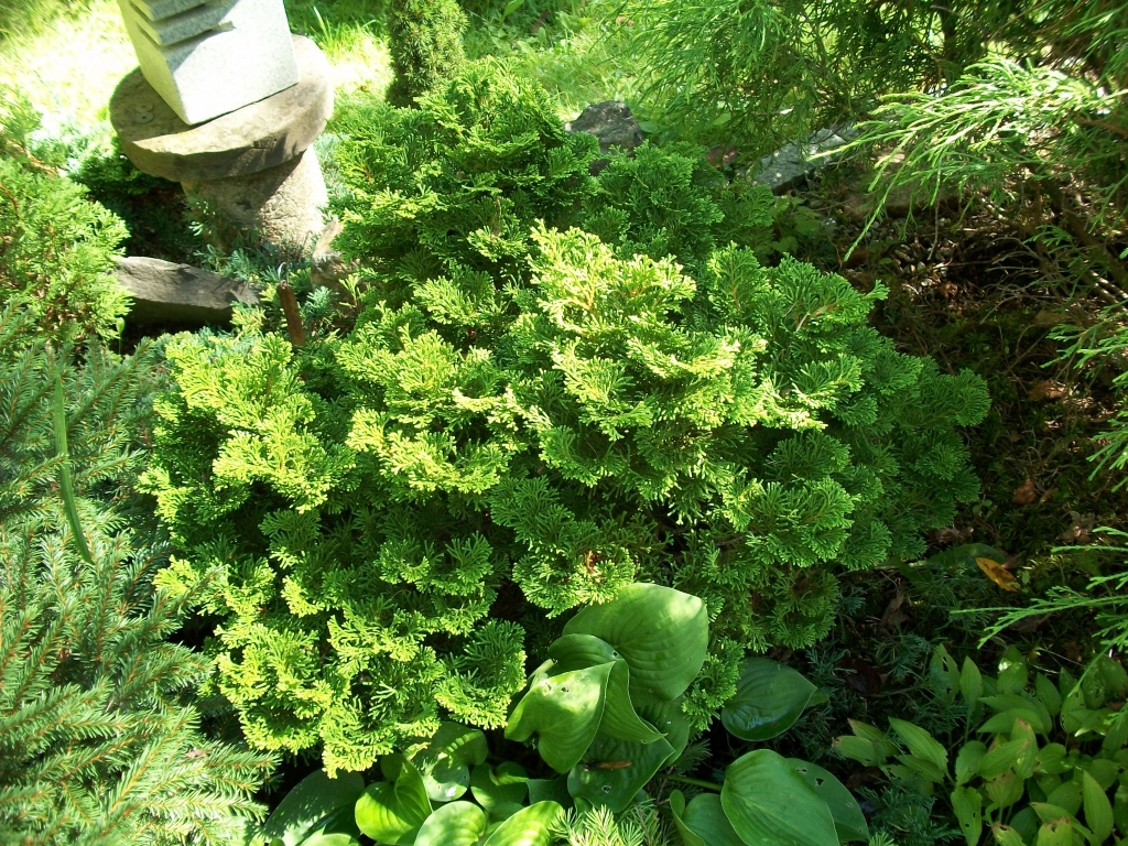 Chamaecyparis obtusa 