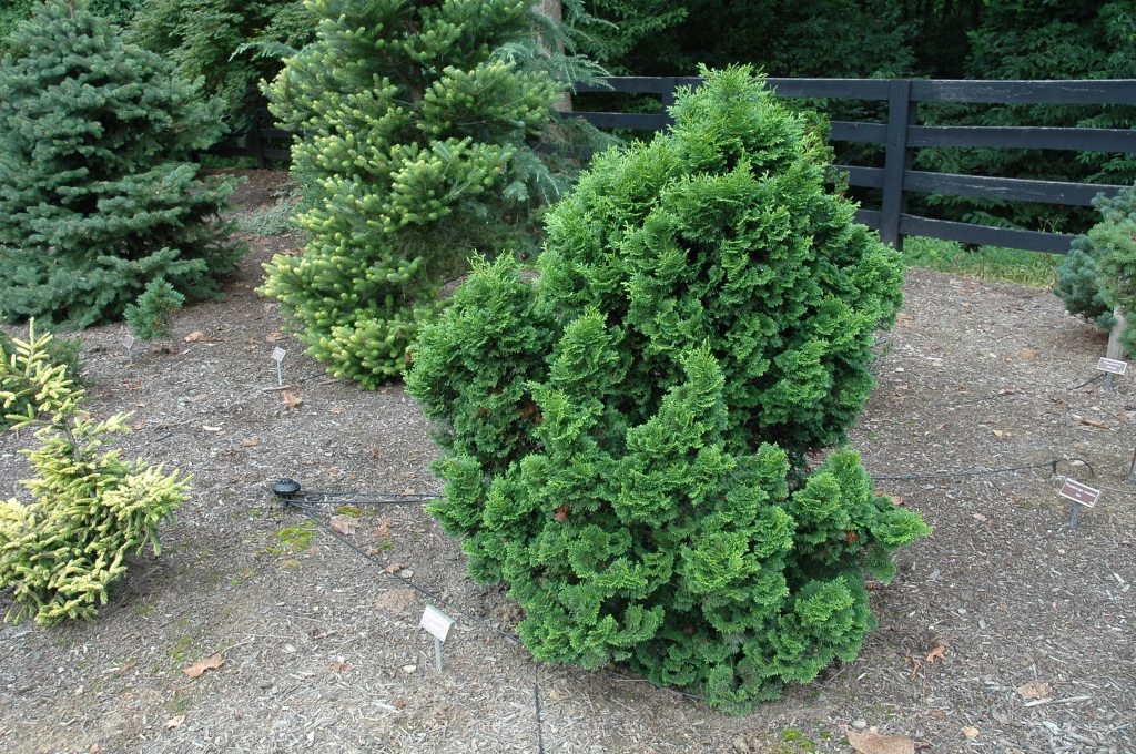 Chamaecyparis obtusa 