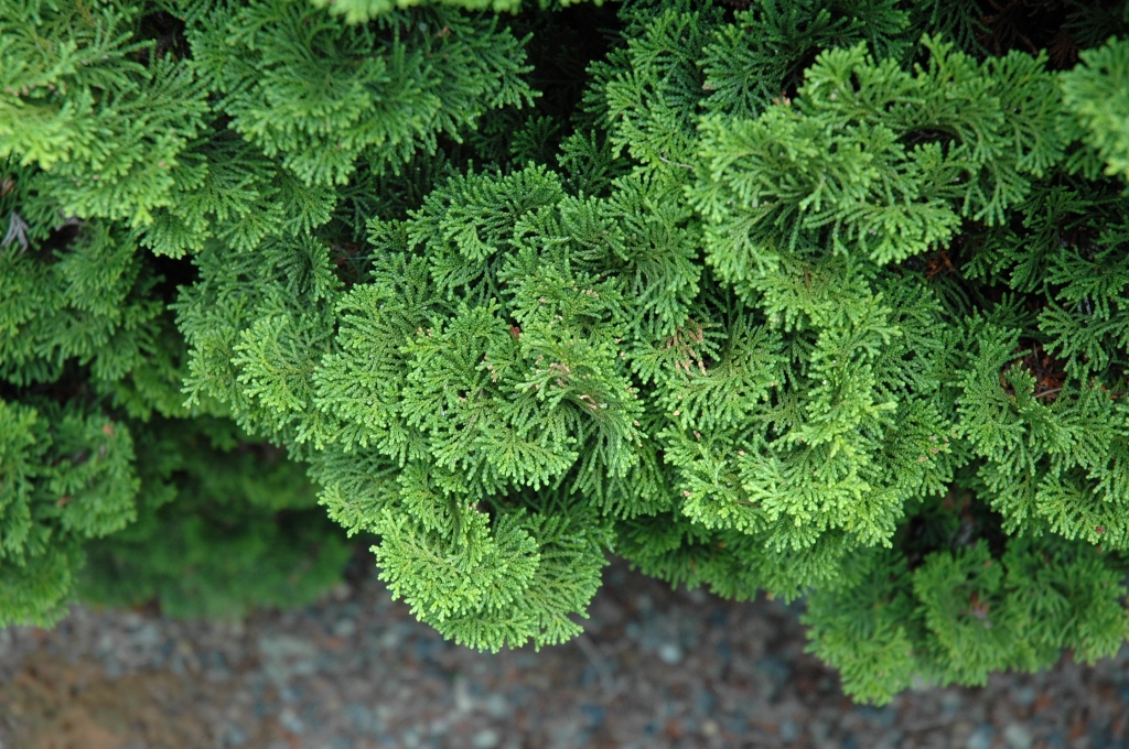 Chamaecyparis obtusa 