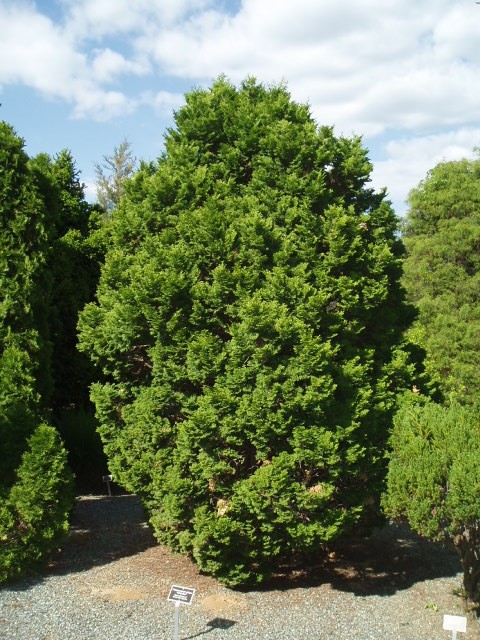 Chamaecyparis obtusa 